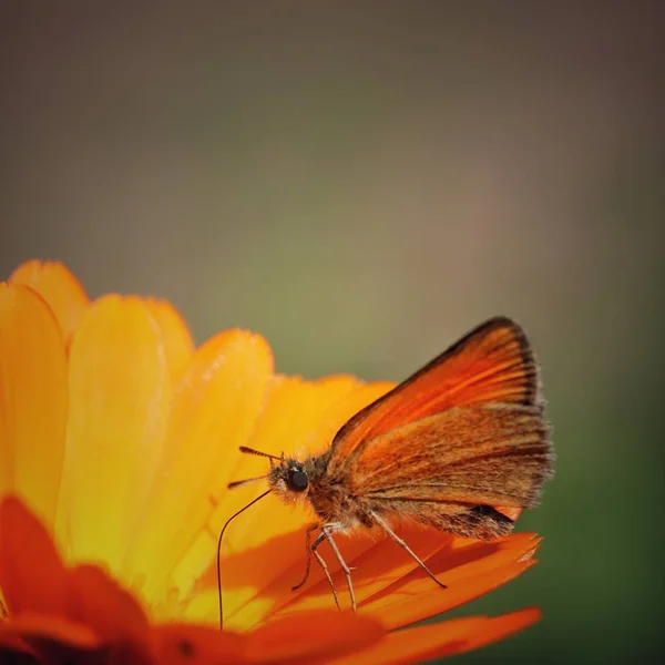 Papillon orange assis sur la fleur — Photo