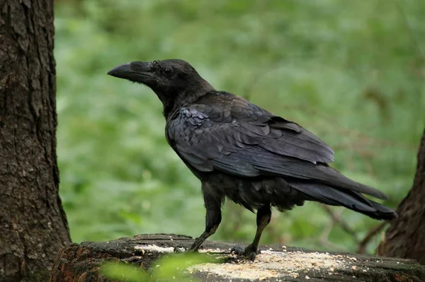 Black raven in the woods