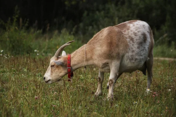 Evde beslenen hayvan keçi yürür — Stok fotoğraf