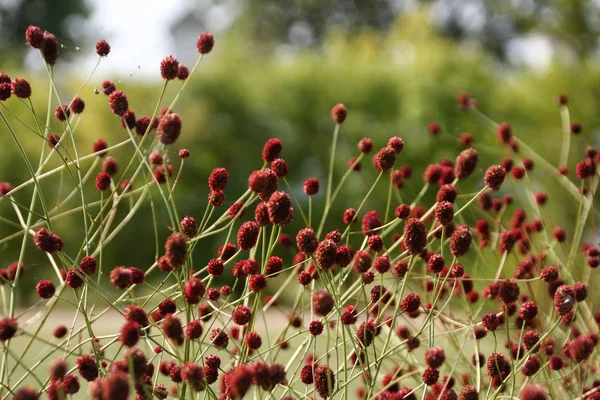 Red autumnal round flowers