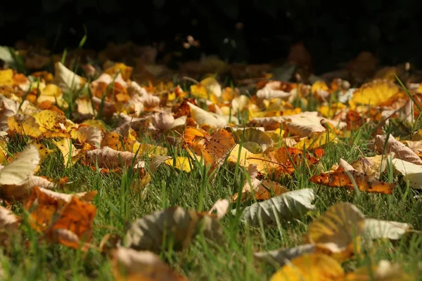 Outono colorido amarelo-laranja folhas — Fotografia de Stock