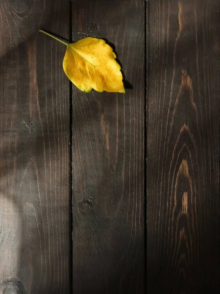 Folha de outono amarelo solitário — Fotografia de Stock