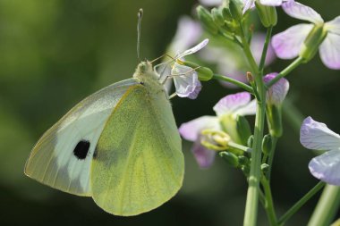 Beyaz-sarı kelebek nektar toplar