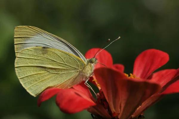 Borboleta branco-amarela coleta néctar — Fotografia de Stock