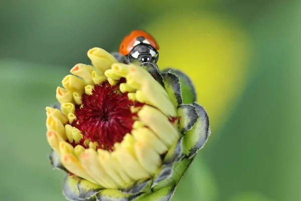 Uğur böceği çiçekler üzerinde oturur — Stok fotoğraf