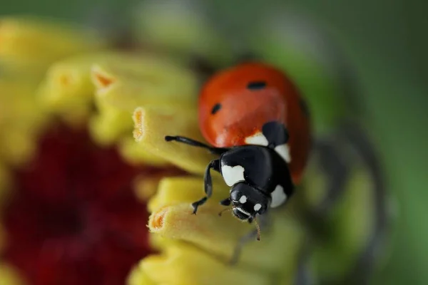 Uğur böceği çiçekler üzerinde oturur — Stok fotoğraf