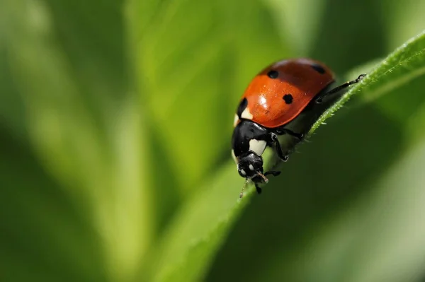 La coccinella siede sui fiori — Foto Stock