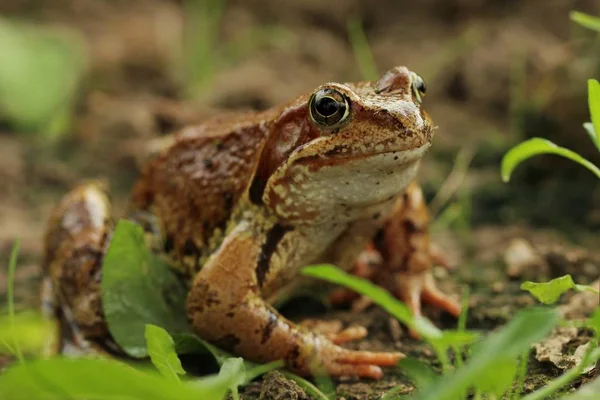 Sedí žába žluto hnědé — Stock fotografie