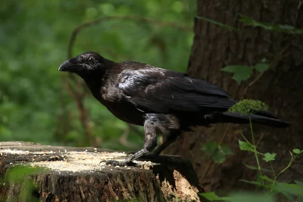 Grande corvo negro em uma floresta — Fotografia de Stock