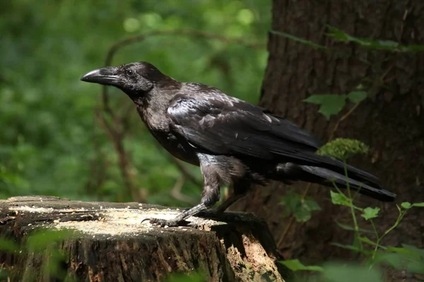 Big black crow in a forest — Stock Photo, Image