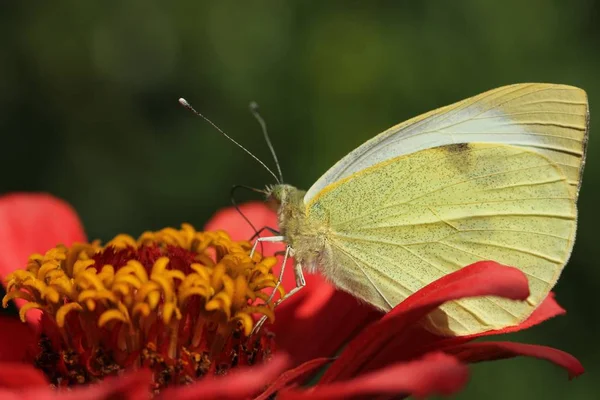 Borboleta branco-amarela coleta néctar — Fotografia de Stock
