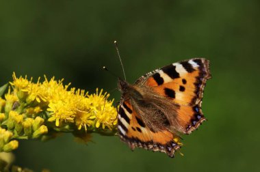 Renkli kelebek oturan bırakır