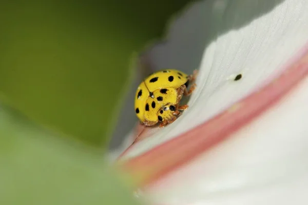 Der Marienkäfer sitzt an einem sonnigen Tag auf Blüten — Stockfoto