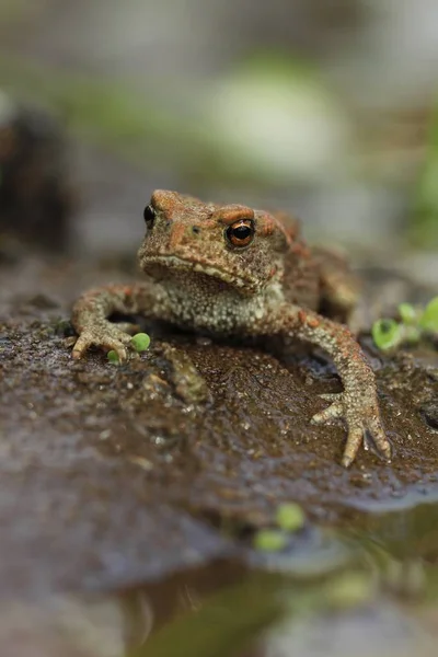 Žluto hnědá žába sedí na zemi — Stock fotografie