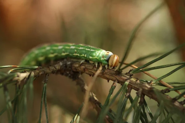 Гусеница сфинкса-пинастра — стоковое фото