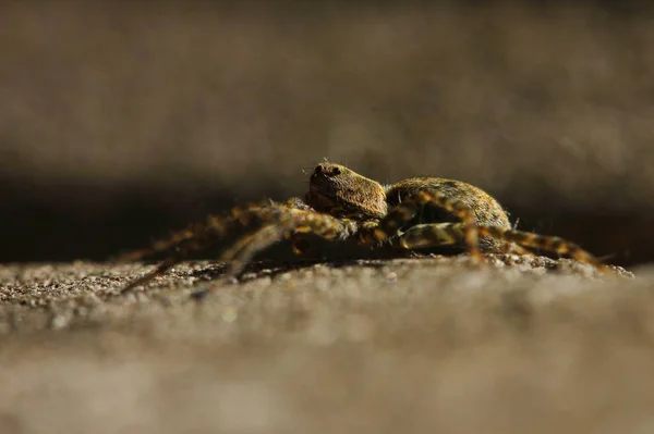 Bir örümcek bir taşa oturur — Stok fotoğraf