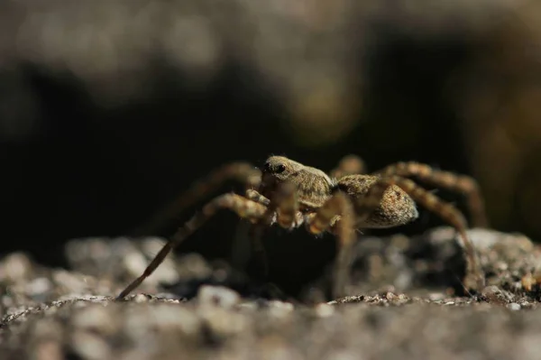 Un ragno siede su una pietra — Foto Stock