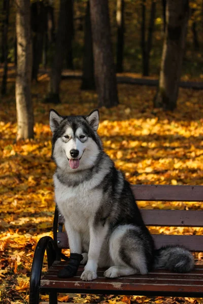 Razza di cane Alaskan Malamute simile al lupo — Foto Stock