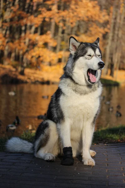 Raza de perros Alaska Malamute similar al lobo — Foto de Stock