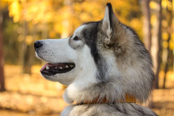 Hondenras Alaskan Malamute vergelijkbaar met de wolf — Stockfoto