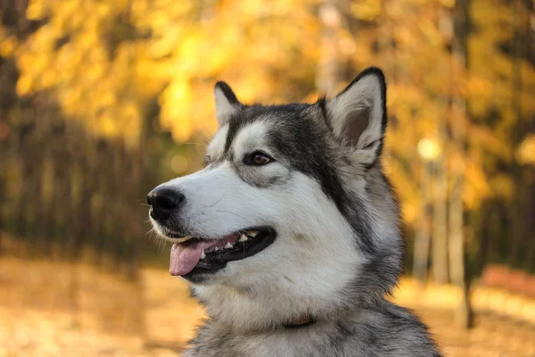 Raça de cão Malamute do Alasca semelhante ao lobo — Fotografia de Stock