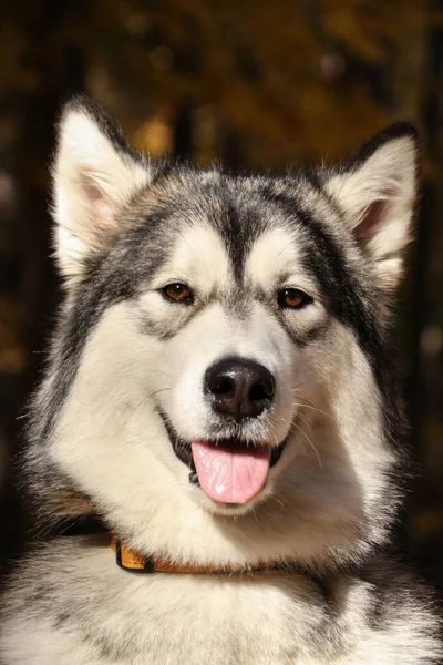 Köpek doğurmak Alaskan Malamute kurt için benzer — Stok fotoğraf