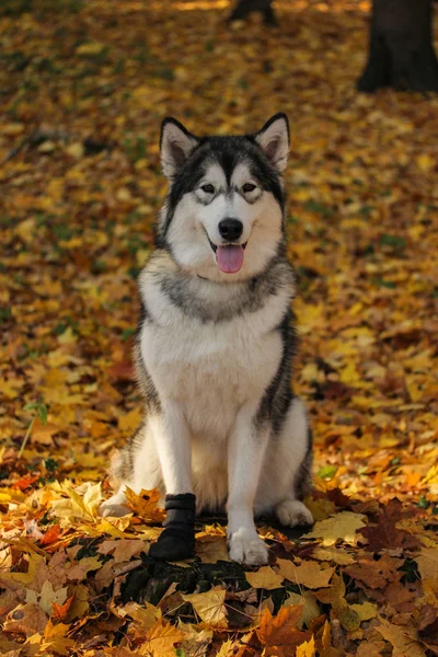 Raza de perros Alaska Malamute similar al lobo — Foto de Stock