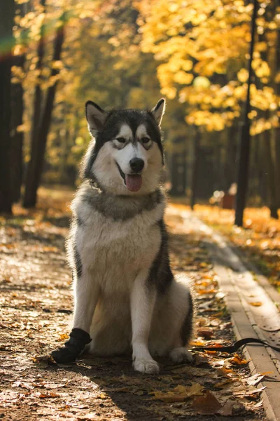 Razza di cane Alaskan Malamute simile al lupo Immagini Stock Royalty Free