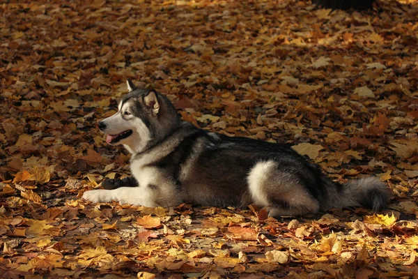 Raza de perros Alaska Malamute similar al lobo — Foto de Stock
