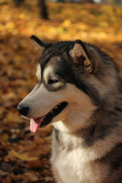Hondenras Alaskan Malamute Vergelijkbaar Met Wolf Het Herfstbos Achtergrond Van — Stockfoto