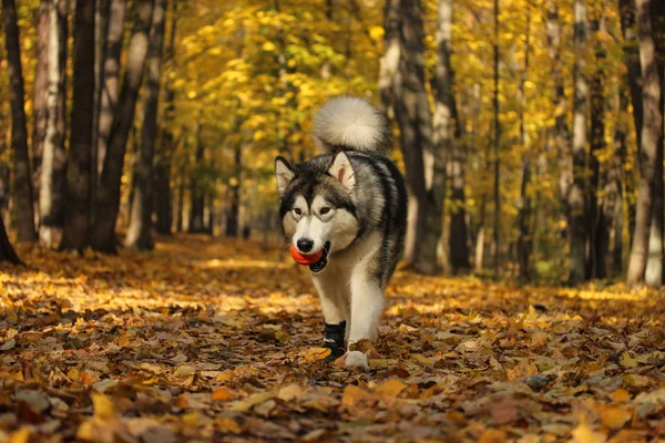 Hund rasen Alaskan Malamute liknar vargen — Stockfoto