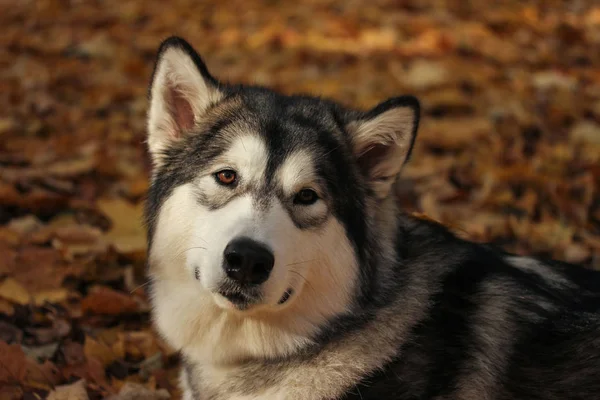 Razza di cane Alaskan Malamute simile al lupo — Foto Stock
