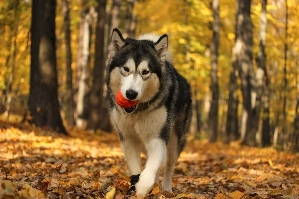 Pies rasy Alaskan Malamute podobne do wilka — Zdjęcie stockowe