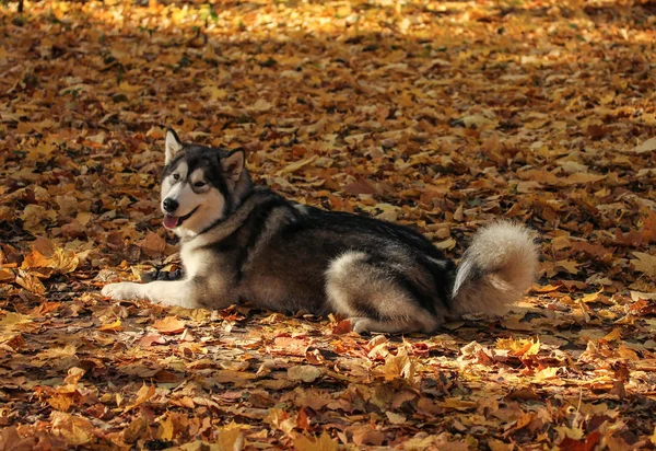 Pies rasy Alaskan Malamute podobne do wilka — Zdjęcie stockowe