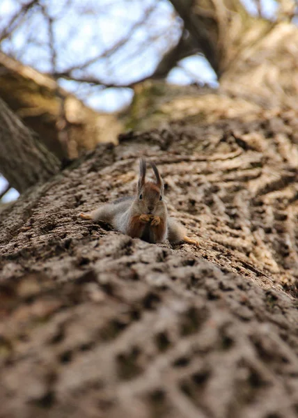 Ruda wiewiórka dziki w naturalnym środowisku lasu — Zdjęcie stockowe