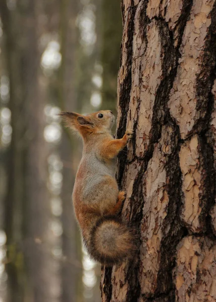 Ruda wiewiórka dziki w naturalnym środowisku lasu — Zdjęcie stockowe