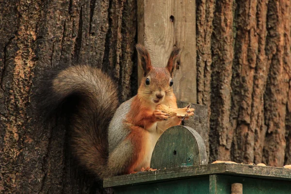 Écureuil sauvage aux cheveux roux dans un habitat naturel de la forêt — Photo