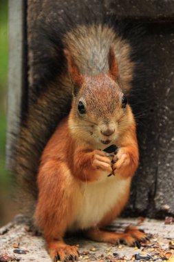 Kızıl saçlı yabani sincap ormanın doğal ortamlarında