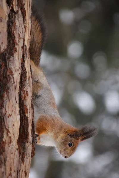 Dziki czerwona wiewiórka puszyste w miejscowości siedliska przyrodniczego — Zdjęcie stockowe