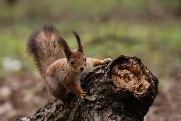 Dziki czerwona wiewiórka puszyste w miejscowości siedliska przyrodniczego — Zdjęcie stockowe