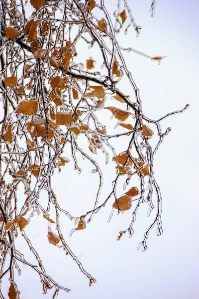 冬天的树枝和果实覆盖着冰层 — 图库照片