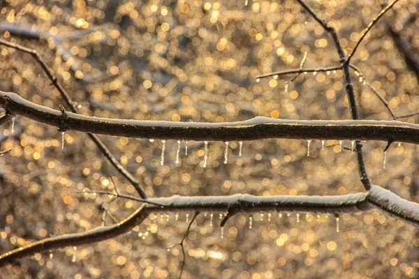Ágak a fák és a gyümölcs, kéreg, jeges borítják télen — Stock Fotó
