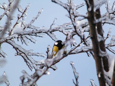 Ağaçlar ve Moskova bölgedeki kuş baştankara dalları