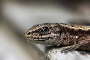 Yaz aylarında Moskova bölgesinde canlı kertenkele güneş tarafından ısıtılır çerçeveiçine bakar
