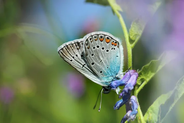 Uma Borboleta Azul Rápida Senta Verão Uma Flor Lilás Objetivo — Fotografia de Stock