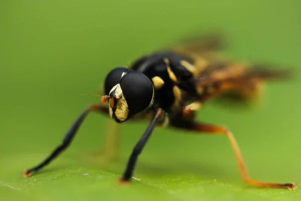 Black and yellow fly sits on the grass — Stock Photo, Image