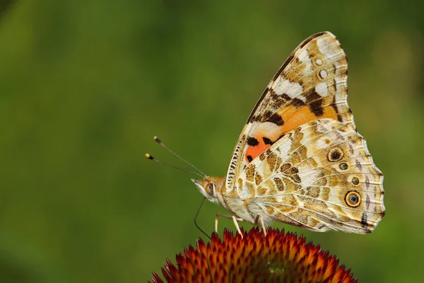 蝴蝶在夏天坐在花的背景绿色模糊水平 — 图库照片