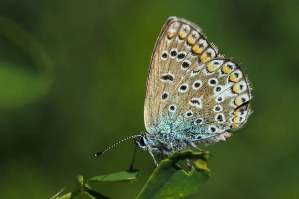 蝴蝶在夏天坐在花的背景绿色模糊水平 — 图库照片