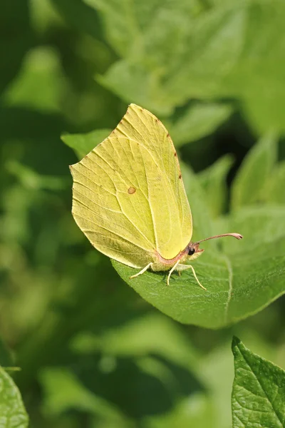 黄色的沙棘蝴蝶坐在绿叶上 — 图库照片
