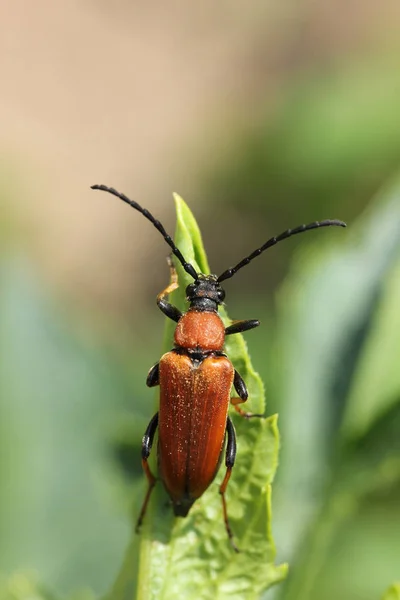 Turuncu barbel böceği bir yaprağın üzerinde oturur — Stok fotoğraf